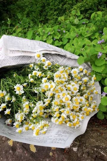 适合敏感肌的湿敷水洋甘菊,洋甘菊纯露修复敏感肌反馈