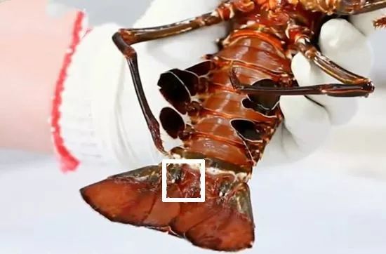 如何处理龙虾才是正确方法,龙虾活虾怎么处理最快又干净