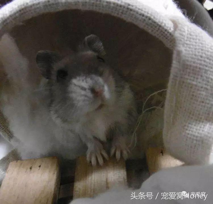 饲养仓鼠的十大禁忌有哪些,仓鼠饲养十大禁忌是什么