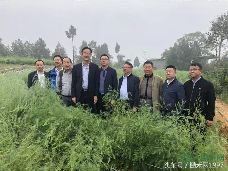 陈光宇宣传大棚芦笋种植技术视频,芦笋之父陈光宇