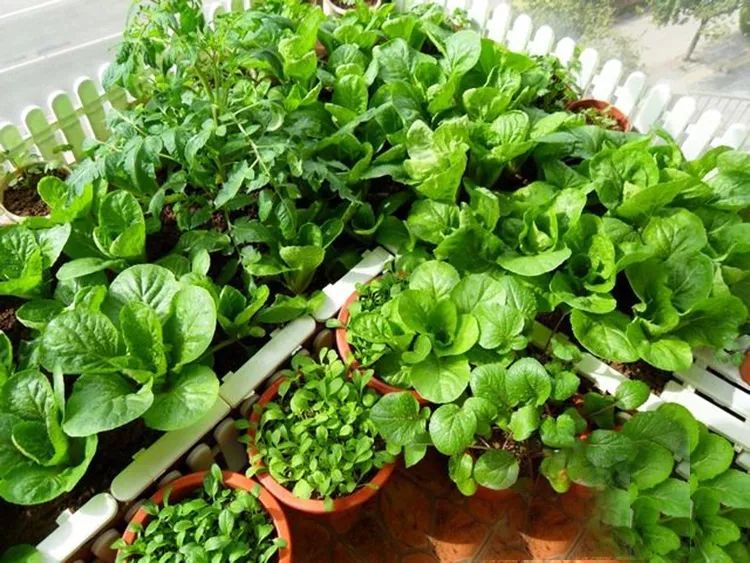 家庭阳台无土栽培设计方案,在家种菜阳台无土栽培能种什么菜