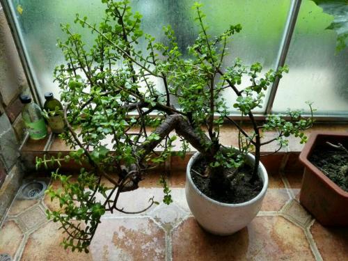 吃过的百香果不要扔,百香果皮吃了不要扔