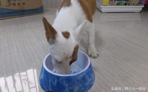 狗换粮引起的拉稀怎么办,换粮狗又吐又拉稀是正常吗