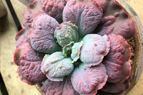 丑萌多肉盆栽,丑的多肉有哪些