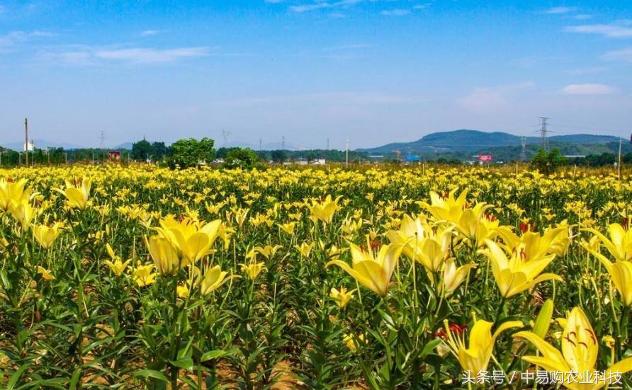 切花百合病虫害防治,百合花虫害怎么治