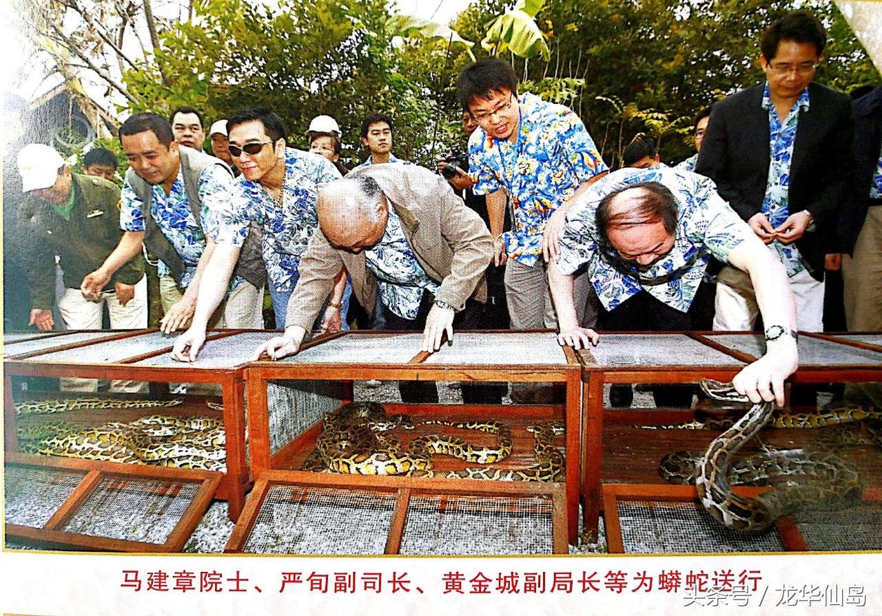 热带雨林探险之旅遇见蛇,亚公顶森林公园蟒蛇