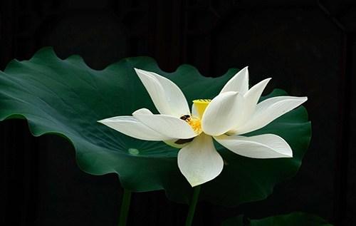 诗经郑风山有扶苏朗诵,诗经里的爱情故事视频