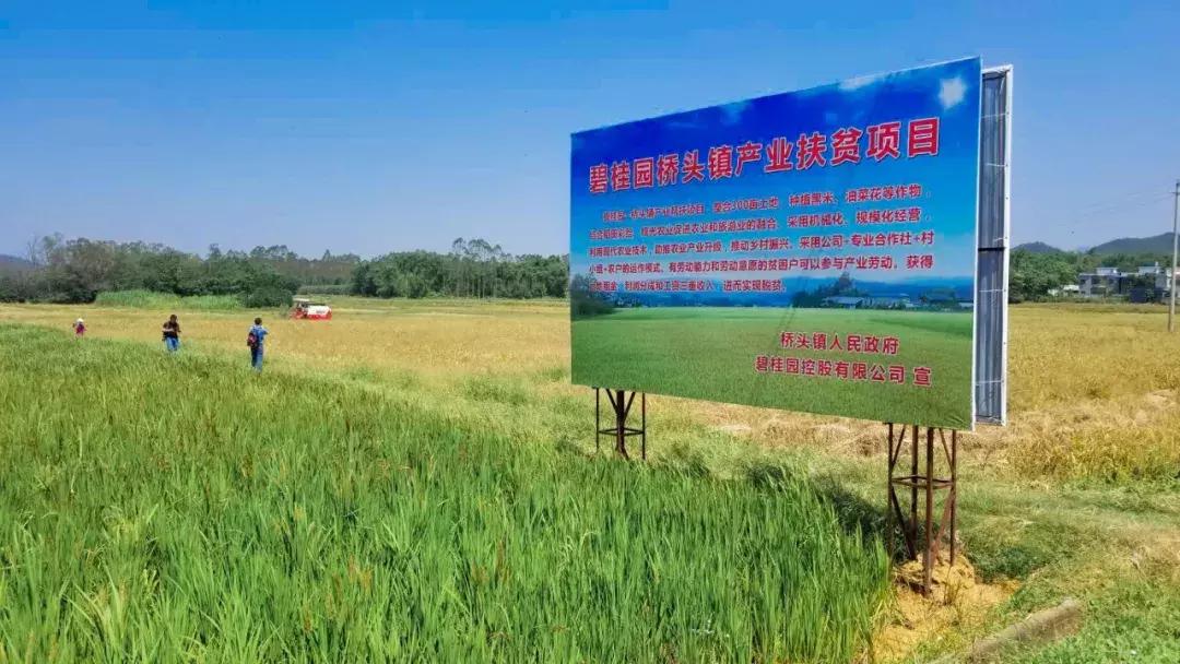 贫困户脱贫了怎么增收致富,农村脱贫致富情况