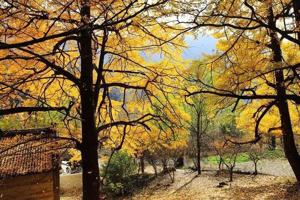 河南秋天最美红叶景区,河南最美红叶路线