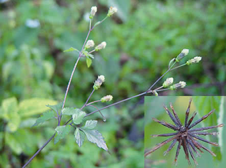 农村田间地头常见的一种植物,在农村一种植物有很神奇的妙用