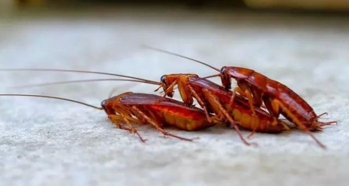 家里太多蟑螂了如何一招消灭蟑螂,家里的蟑螂泛滥成灾怎么才能除根