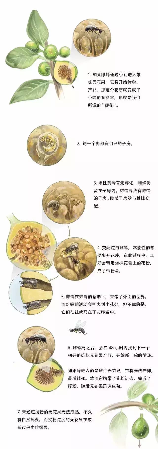 每个无花果里都有一个死黄蜂,每个无花果都藏着一个尸体吗