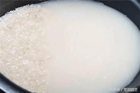 蔬菜淘米水过期牛奶放一起发酵,牛奶浇淘米水的禁忌