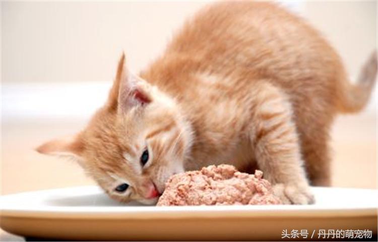 自制猫粮配方最好十款猫粮,自制猫粮靠谱吗