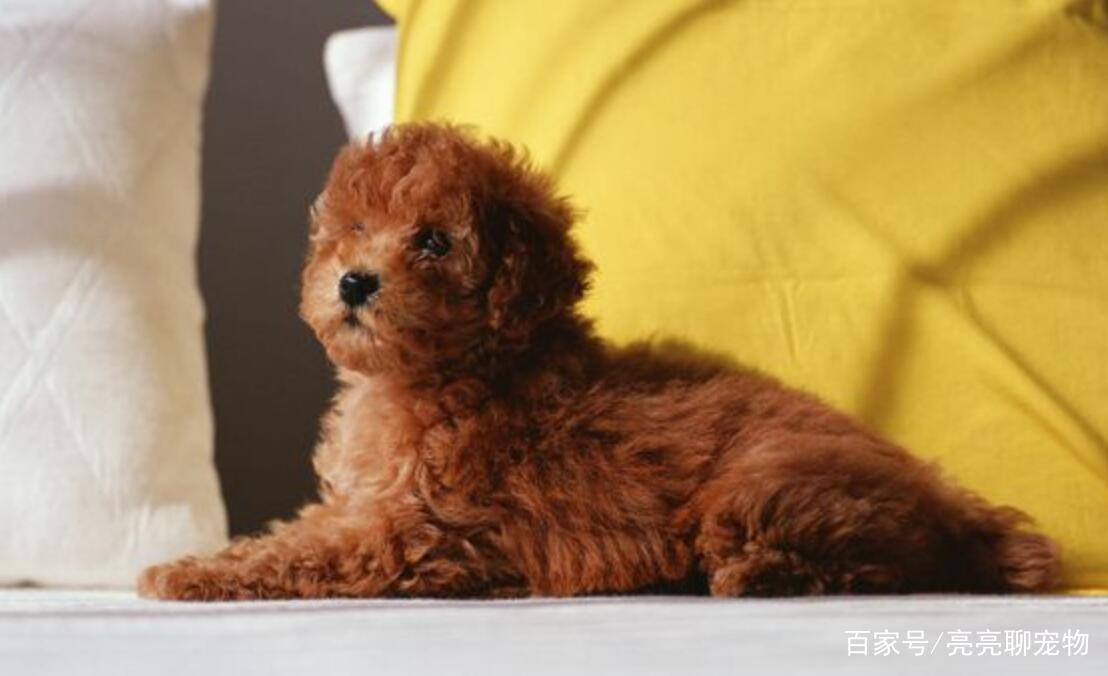 宠物狗便秘能用什么药,贵宾犬腹泻怎么治疗