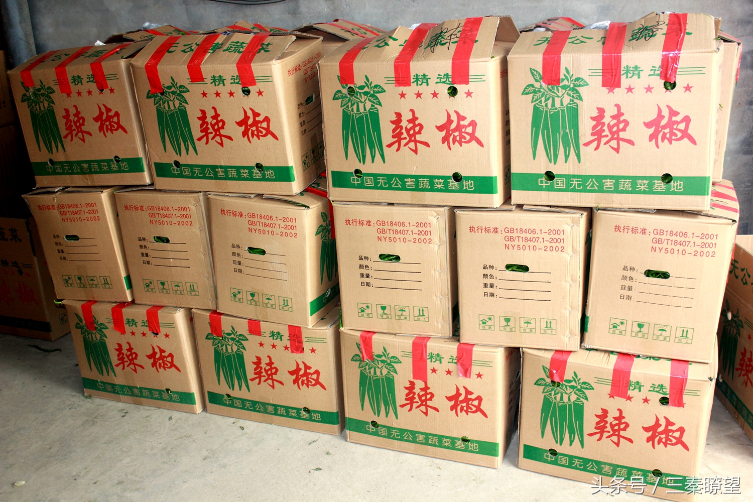 小产业引领大发展——陕西蒲城县龙池镇平头村高会学发展辣椒产业带领村民脱贫致富事迹