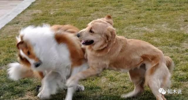 新加坡的罚款之城,新加坡被称为罚款之城