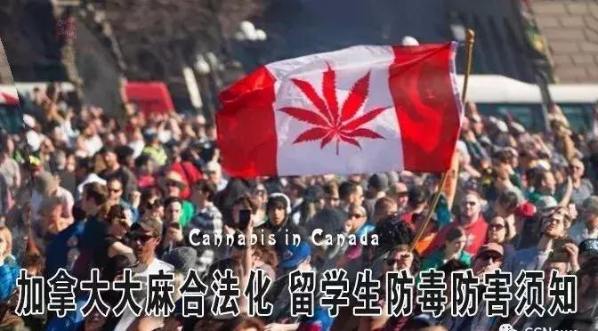 加拿大*麻大**合法了！留学生携带*麻大**回国，却将严重违法！