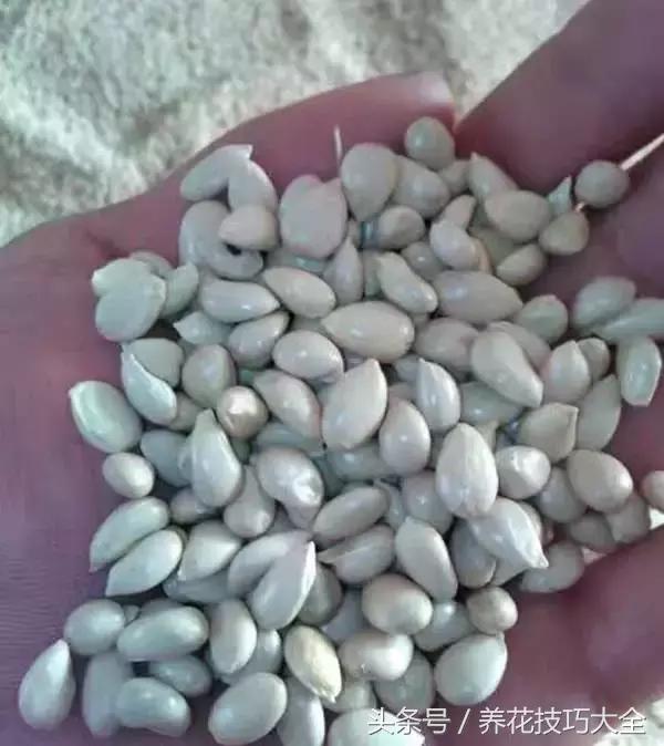 吃完柚子别扔籽,柚子的种子怎么种成盆栽