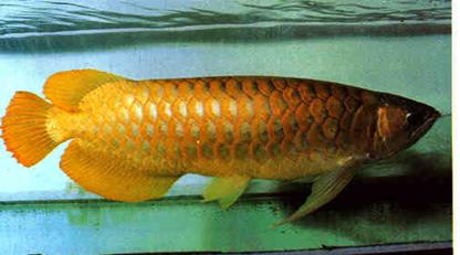 龙鱼配什么观赏鱼最好,高端观赏鱼龙鱼