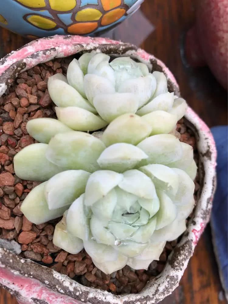 大家平时养多肉比较喜欢哪个系列,四年的养殖生涯