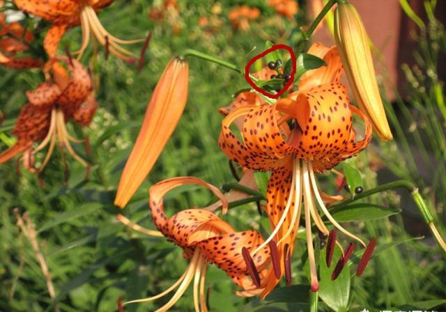 百合败了叶子全掉了怎么重新开花,百合球开完花怎么处理