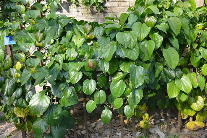 古山龙中草药图片,古山龙介绍