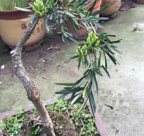 罗汉松叶子枯萎怎么治疗,罗汉松叶子枯萎后怎么补救