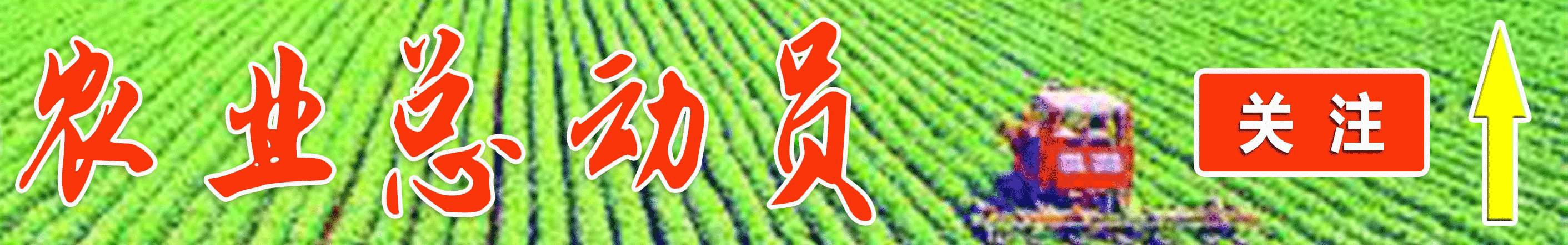 皇帝柑种植户,今年皇帝柑什么时候上市