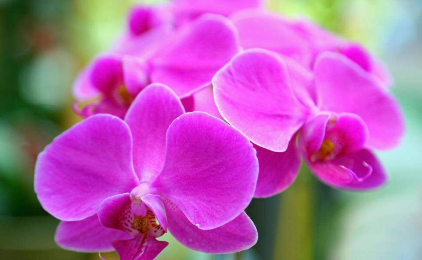 花色艳丽的种植方法,紫罗兰开花颜色有几种