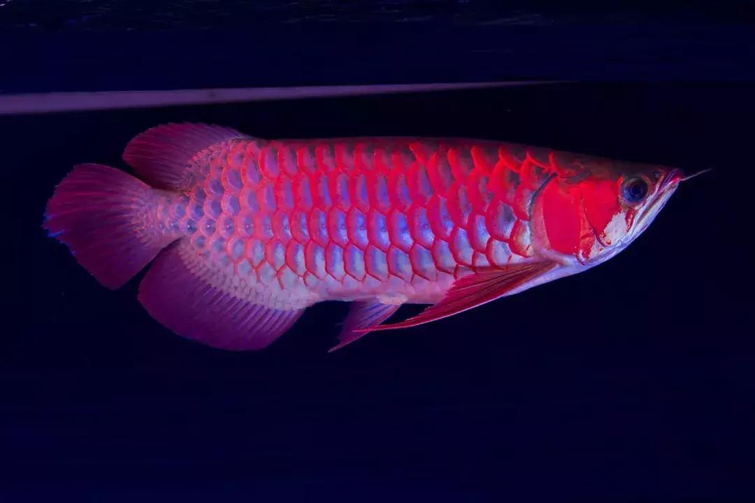 饲养龙鱼的水质要求,龙鱼锦鲤混养怎么喂食