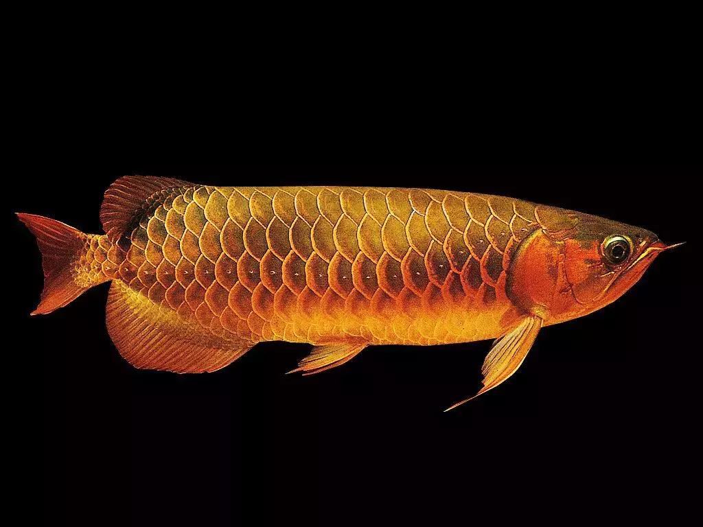 饲养龙鱼的水质要求,龙鱼锦鲤混养怎么喂食