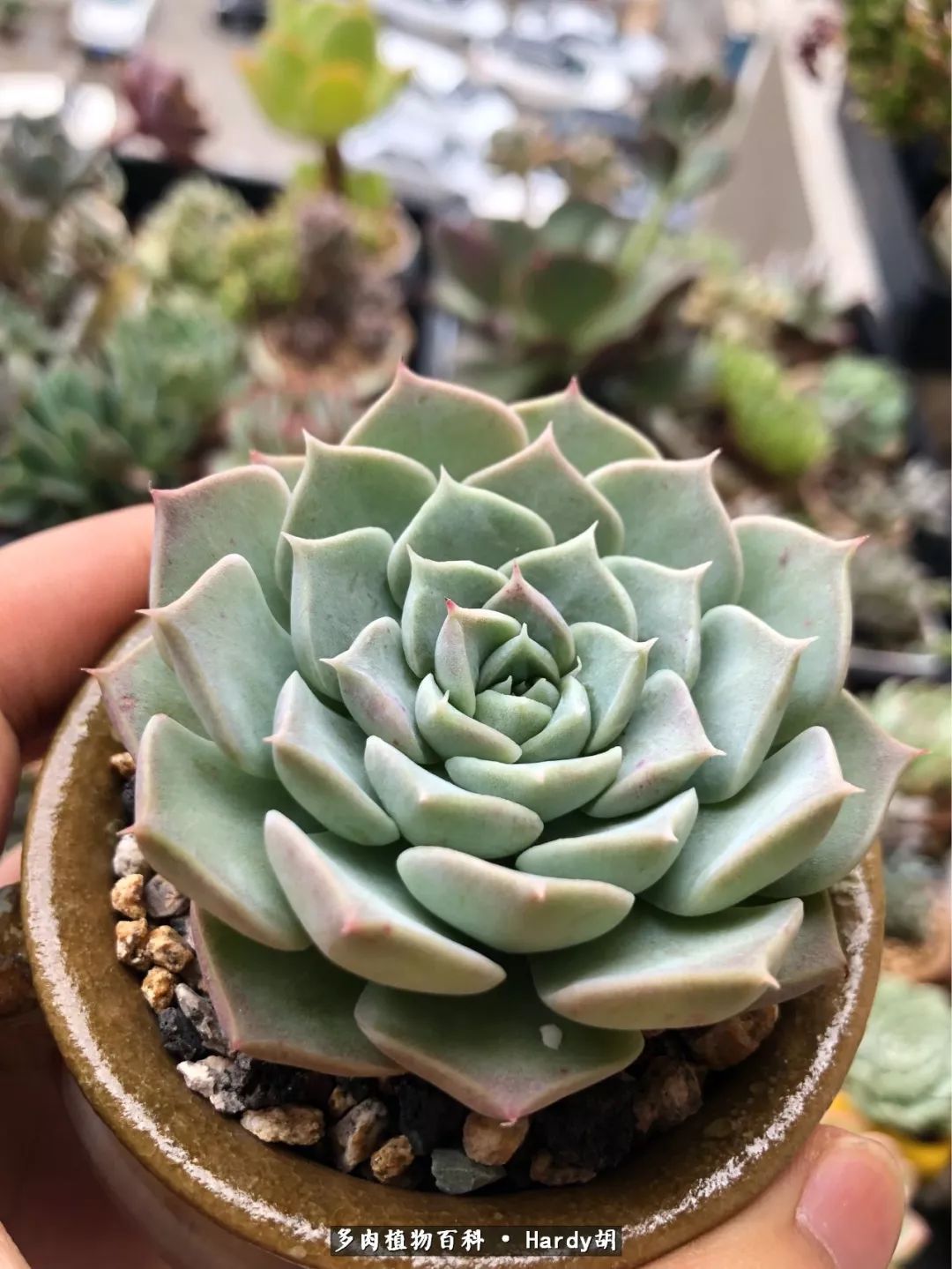 别人家的奶爸,别人家的多肉!一枚窗台*党**的多肉进阶之路!