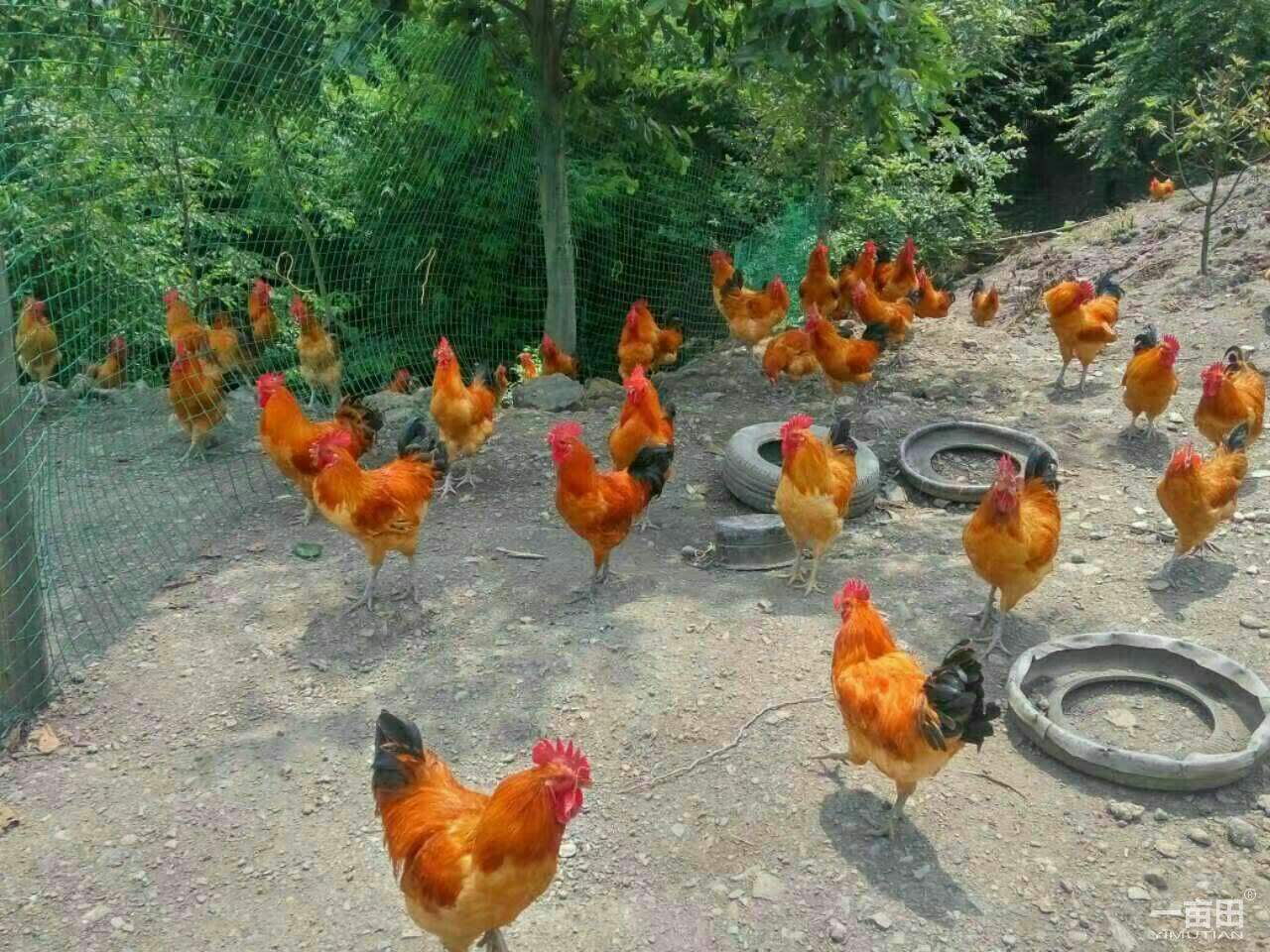 养土鸡失败的惨痛教训,警告养狗公告