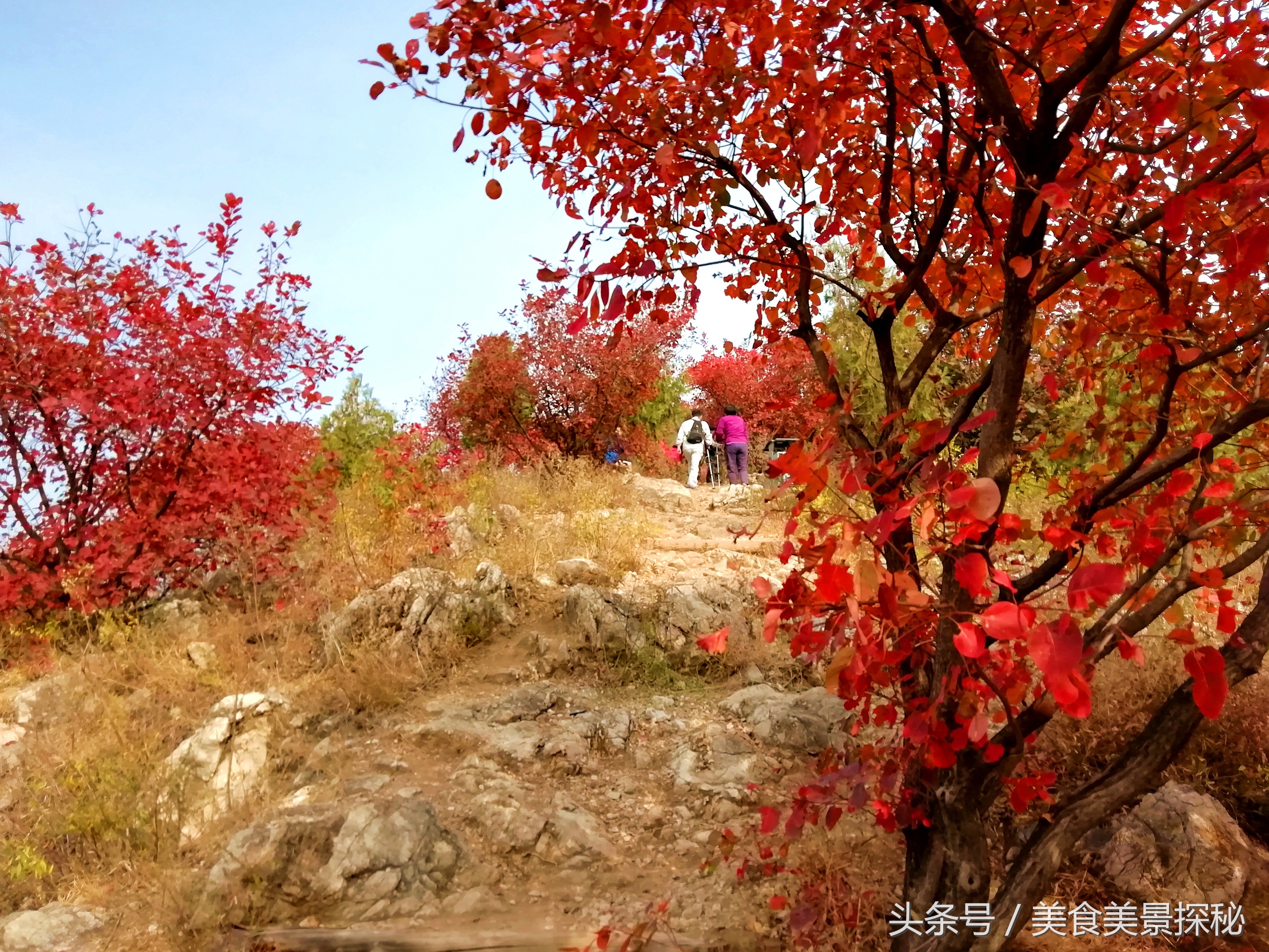 赏红叶何须去香山,赏红叶除了香山还能去哪