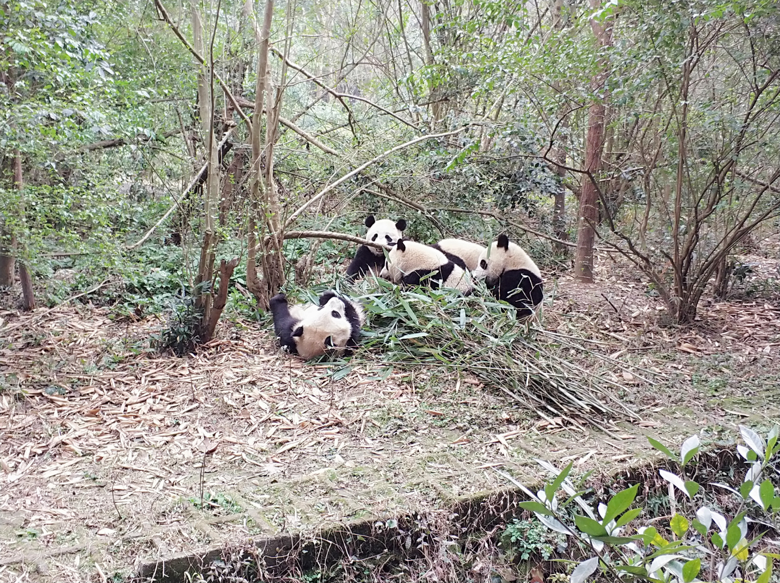 到广州长隆野生动物园看熊猫,看熊猫是去广州长隆还是四川成都