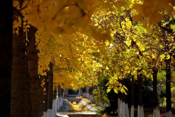 去一些风景美的地方,又到了欣赏银杏的季节治愈系风景