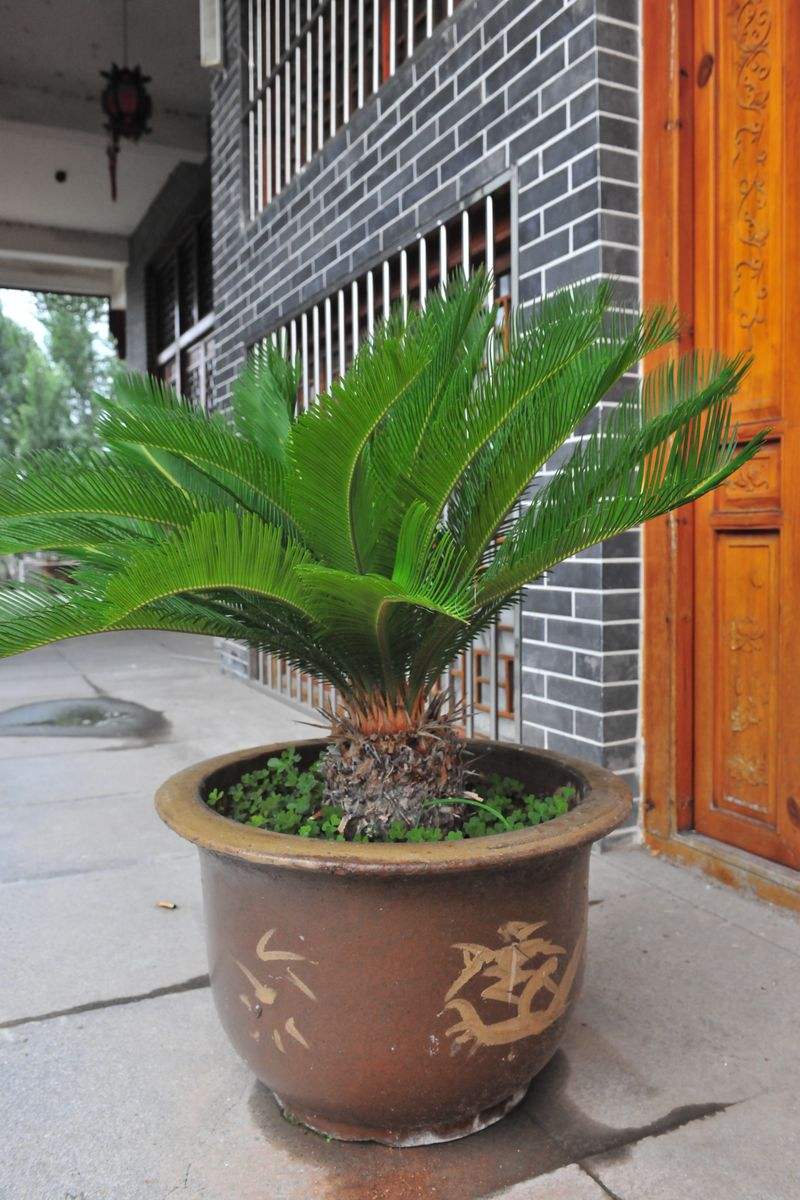 铁树盆景如何养护管理,墨西哥铁树怎样枝繁叶茂