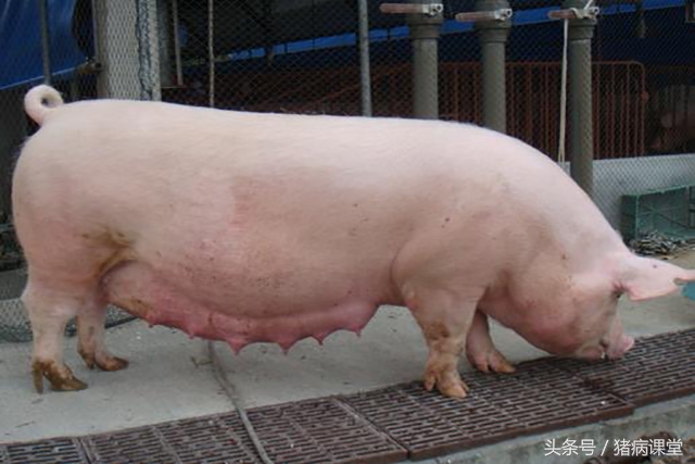 后备母猪和空怀母猪,母猪早期妊娠判断的方法