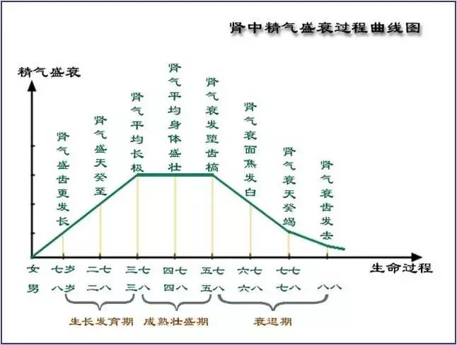 六味地黄丸补肾倪海厦,六味地黄丸过度补肾会怎么样