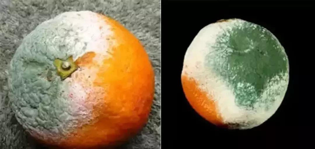 柑橘的病害图片大全及防治,柑橘的病害图谱及防治措施