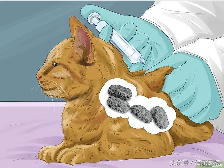 如何让猫咪爱上你,如何让猫咪喜欢你粘着你