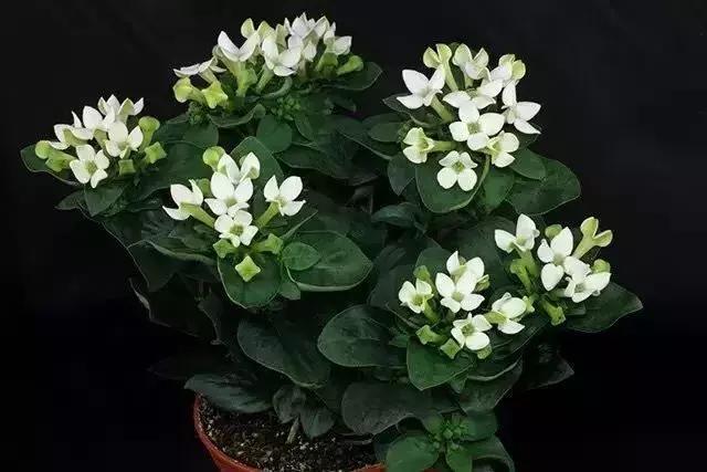 50种鲜切花花语大全，一定有你不知道的，赶紧收藏吧！