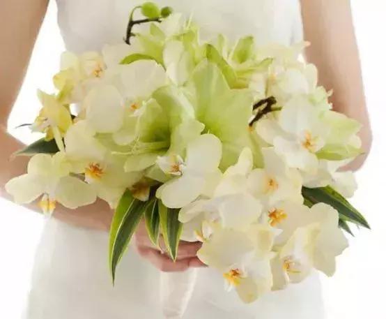 50种鲜切花花语大全，一定有你不知道的，赶紧收藏吧！