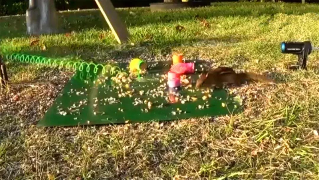 花栗鼠吃松鼠视频,花栗鼠吃虫子视频