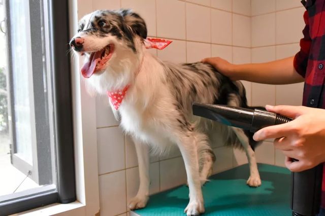 探秘2500亩魔都后花园!欧式别墅独栋、宠物乐园、动物农场高尔夫