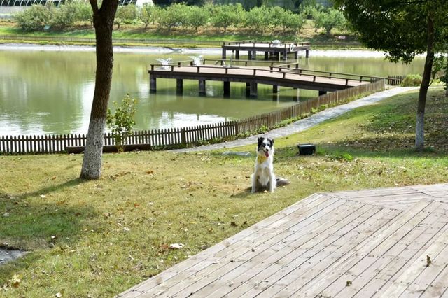 探秘2500亩魔都后花园!欧式别墅独栋、宠物乐园、动物农场高尔夫