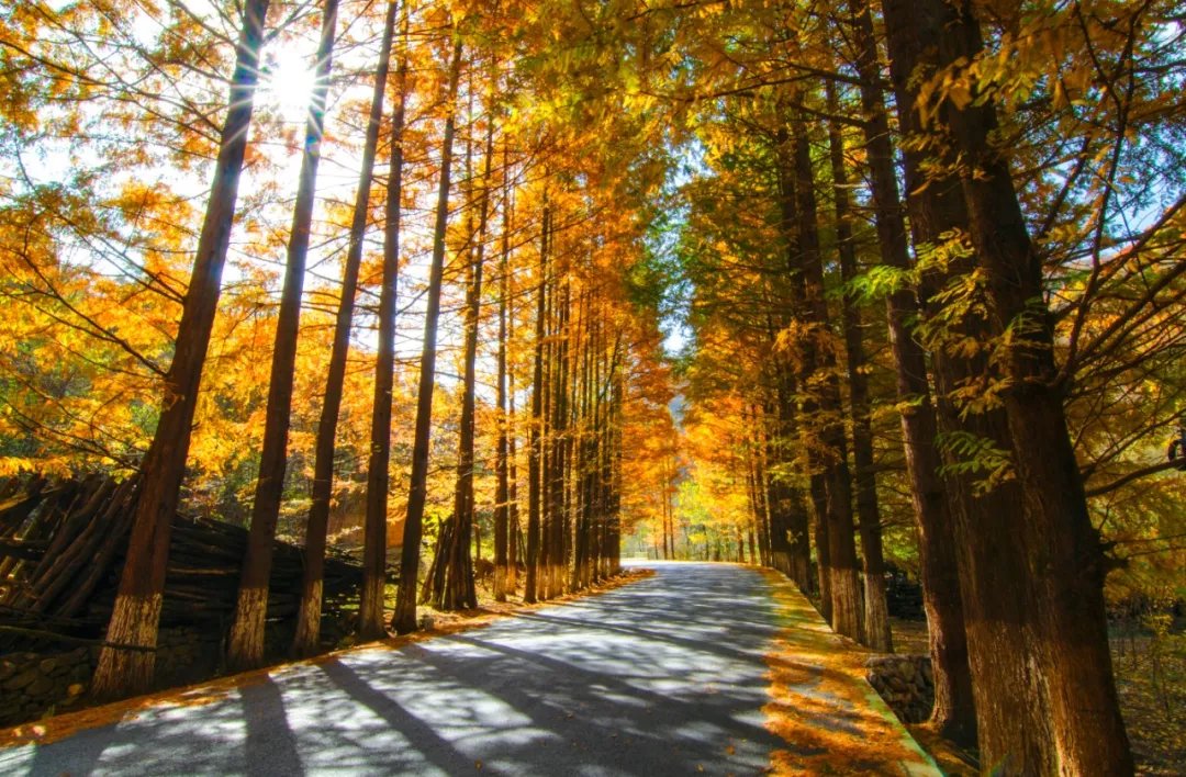 秋景西安好去处,雨后遇晴天留坝寻秋色