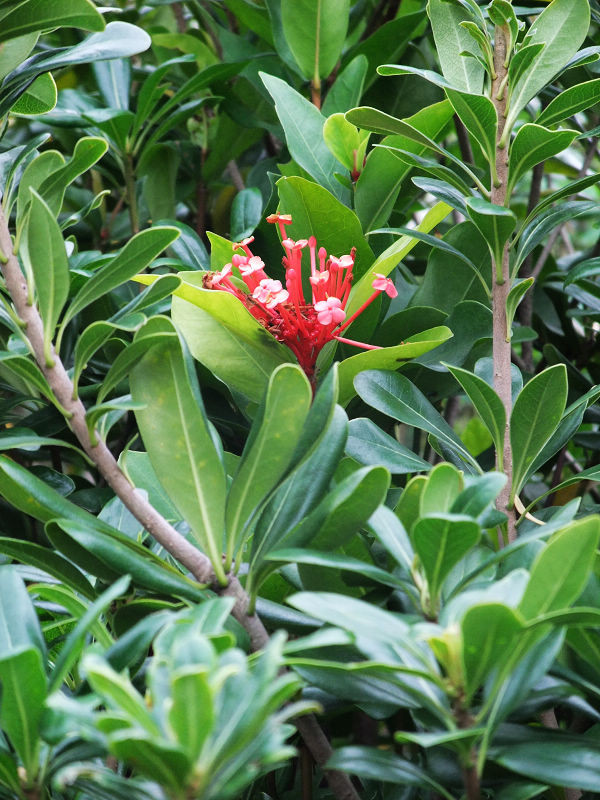 穷驴旅游,港囧游香港