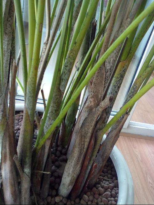 凤尾竹叶子发白黄叶咋回事,盆景凤尾竹叶子发黄干枯如何补救